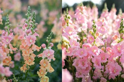 Easy To Grow Hardy Annuals Floret Flowers