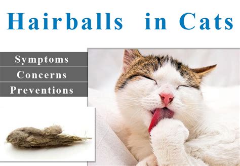 Many cat owners find it very difficult and distressing to hear their cats gagging and retching, and they start to wonder if there is anything they should be worrying about. Hairballs in Cats: Symptoms, Concerns and Preventions ...