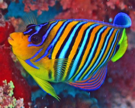 Royal Angelfish Beautiful Sea Creatures Tropical Fish Colorful Fish