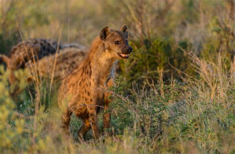 Spotted Hyena Mammals South Africa