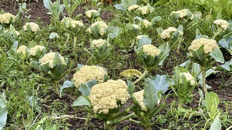 How To Grow Cauliflower At Home Garden From Seeds Till Harvest Youtube