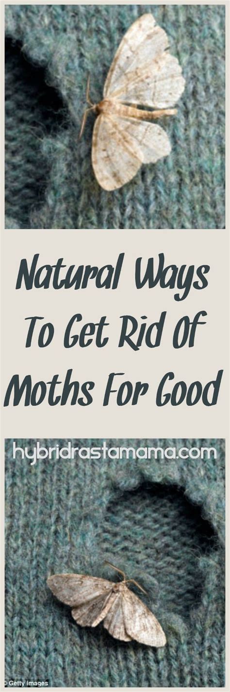 Natural Ways To Get Rid Of Moths For Good Getting Rid Of Moths Moth Pest Control