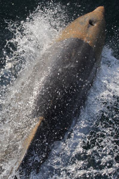 National Aquarium Dolphins Take A Deep Breath On Camera For Oil Spill