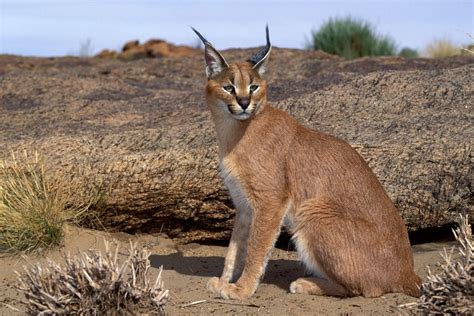 Forgotten Felines: The Seven Small Cats of Africa