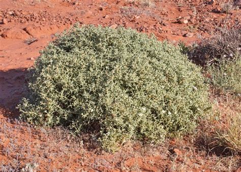 Australian Desert Plants Aizoaceae