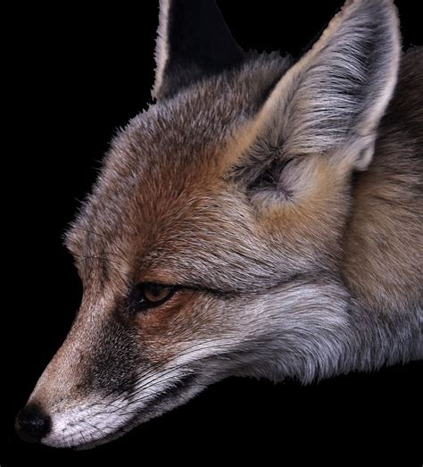 Red Fox By Babak Rahimifar On 500px Fox Red Fox Photo
