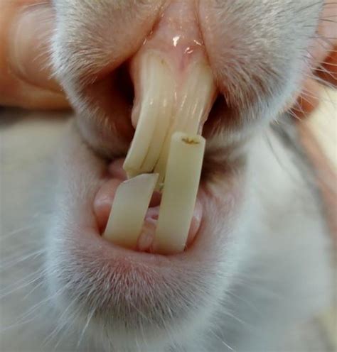 Incisor Malocclusion In A Rabbit Malocclusion Is A Complex Genetic