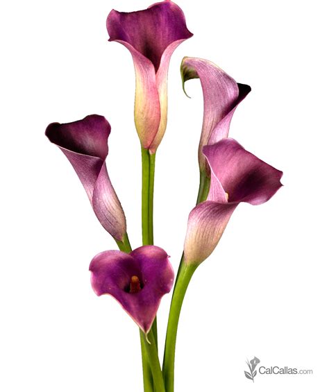 Purple Flower clipart purple calla lily - Pencil and in color purple flower clipart purple calla ...