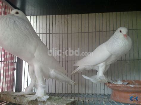 Bangladesh bans passenger entry from europe except uk, 12 other countries. WHITE SAXON POUTER BREEDING PAIR | ClickBD