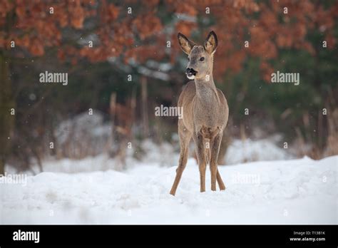 Roe Deer Capreolus Capreolus In Deep Snow In Winter Stock Photo Alamy