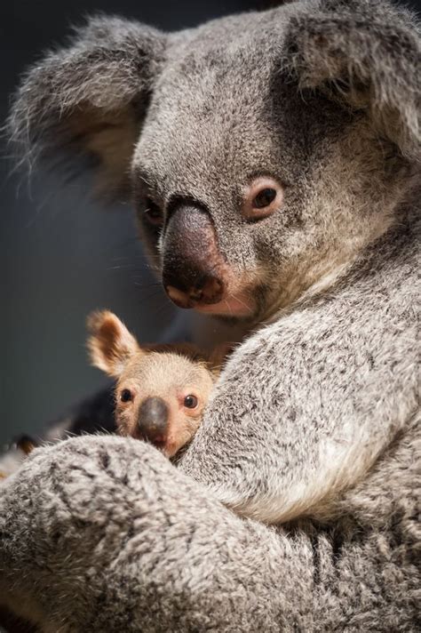 Baby Koala Noses Its Way Out Of The Pouch At Planckendael Zooborns