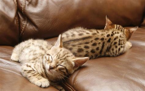 Bengal Kittens Sleeping Animals And Pets Baby Animals Cute Animals