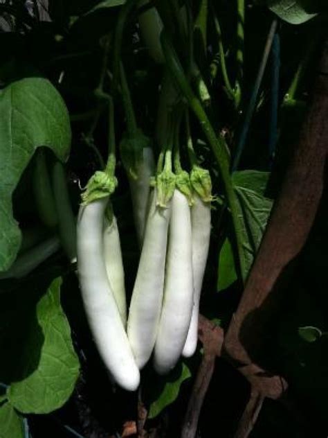 White Eggplant From The Garden To The Grill Fn Dish Behind The