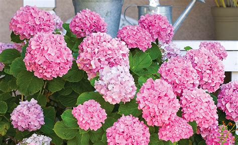 Hydrangea Forever Pink Macrophylla Degroot