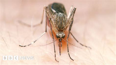 Man Banned From Twitter Over Mosquito Death Threat Bbc News