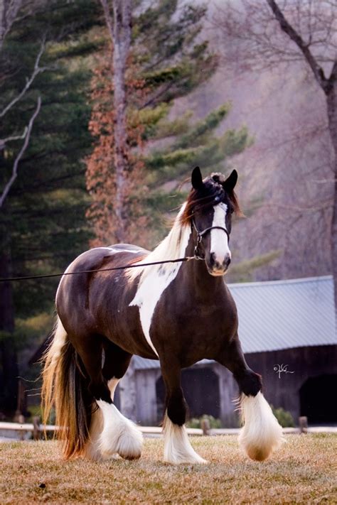 Stillwater Farm Our Horses Gypsy Vanner Horses Cashiers North