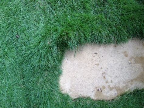 Zoysia Tenuifolia Korean Velvet Grass Zoysia Grass Bonsai Shag Rug