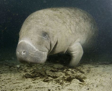 West Indian Manatee Facts And Conservation