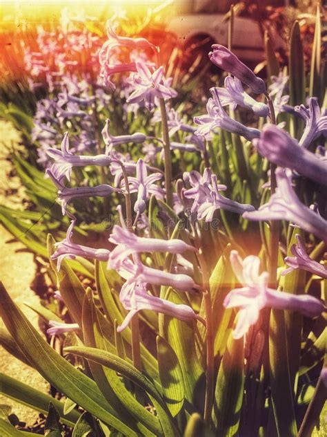 Beautiful Blue Hyacinth Flowers Stock Image Image Of Nature Beauty