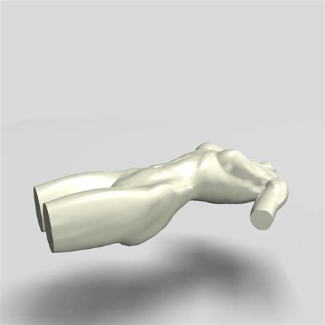 The axial skeleton runs along the body's midline axis and is made up of 80 bones in the following regions: Female Torso Statue 12011 3D Model in Anatomy 3DExport