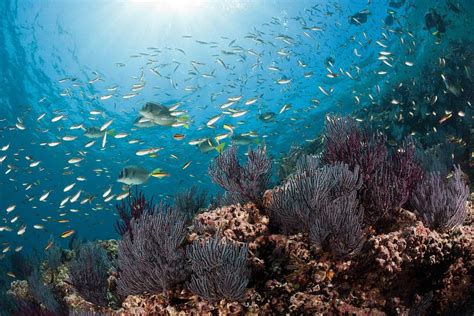 Ocean Species Are Disappearing Faster Than Those On Land