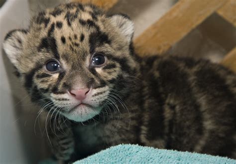 Clouded Leopard Cubs On 42109 The Clouded Leopards Born Flickr