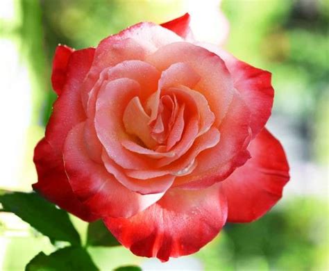 Plant lilacs in full sun in fertile. Sweet smelling rose... | Flowers - Gardens - Trees | Pinterest
