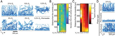 Fungal Biofilm Architecture Produces Hypoxic Microenvironments That