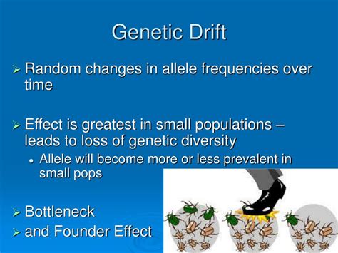 Ppt Recombination Mutation Genetic Drift Gene Flow Powerpoint