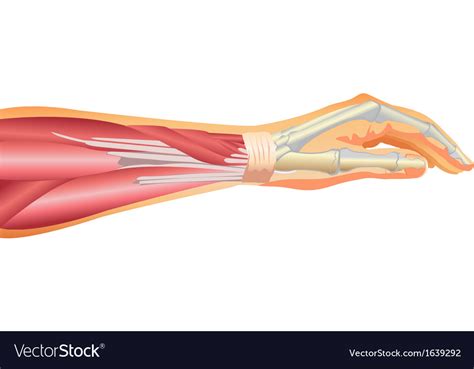 Arm Muscles And Tendons Royalty Free Vector Image
