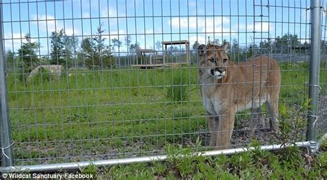 Minnesota Cat Sanctuary Admits Boss Misused Funds Daily Mail Online