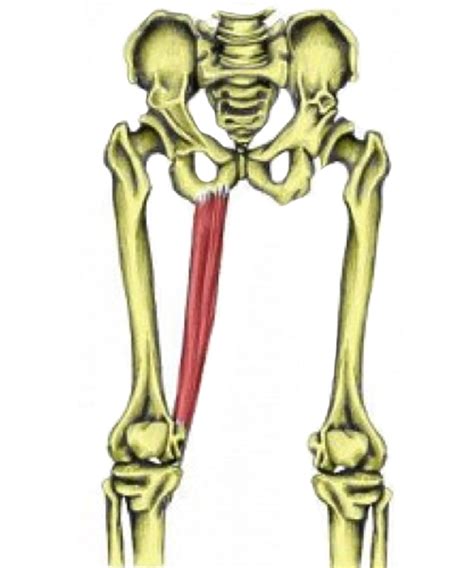 A good understanding of skeletal muscle structure is useful when learning how sliding filament theory works. Hip & Groin Muscles - TeachPE.com