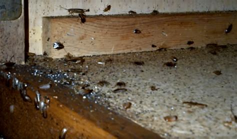 Cockroaches need three main things to live comfortably among us: How To Naturally Get Rid Of Cockroaches