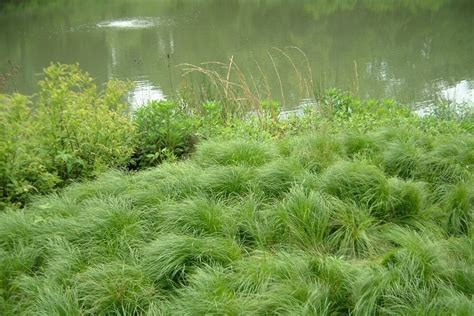 Pennsylvania Sedge — Reflection Riding Chattanooga Nature Center