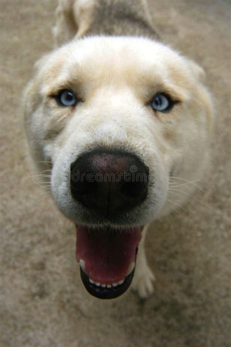 Dog´s Face Stock Photo Image Of Animal Isolated Flat 2427860