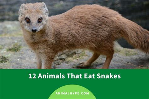 What Animals Eat Snakes List Of Snake Predators Animal Hype