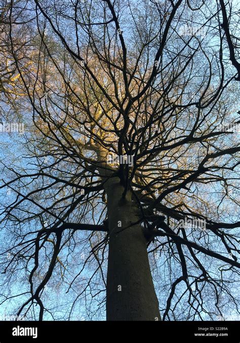 Special Branch Tree Just Branching Out Stock Photo Alamy