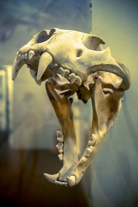 20 Best Tiger Skull Images In 2020 Tiger Skull Skull Animal Skulls