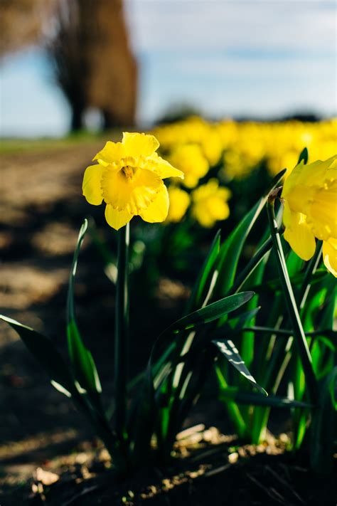 Daffodil Fields Skagit County Wa — Katheryn Moran Photography