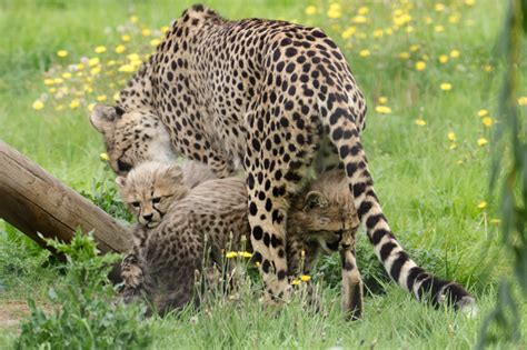 Cubs With Cheetah Mum Zoochat