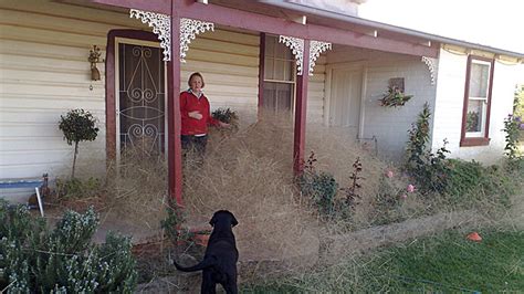hairy panic strikes australian town what is this toxic tumbleweed world korupciya