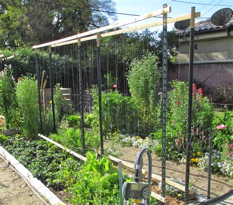 If you want something really cheap and really easy to do, this abandoned clothesline trellis is a great idea. Andie's Way: Trellis Ideas for Tomatoes, Cucumbers, Beans ...