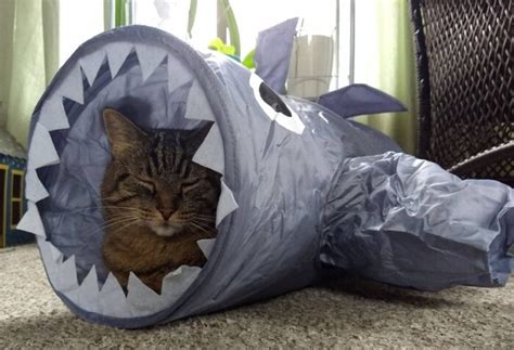 These reviews are the subjective opinions of chickadvisor members and not of chickadvisor inc. Heart to Tail Shark Cat Tunnel | ALDI REVIEWER