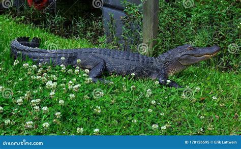 Big Alligator In The Swamps Of Louisiana Travel Photography Stock