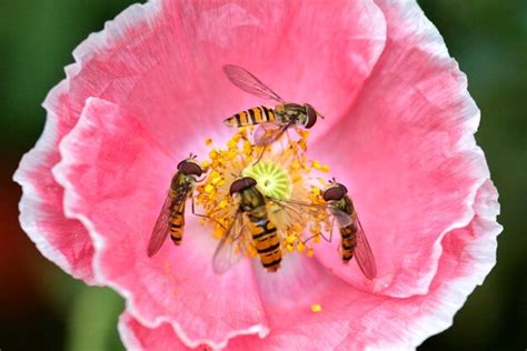 Premium Photo Close Up Of Hoverflies On Pink Poppy Flower