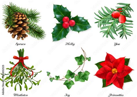 Plants Christmas Decorations Spruce Holly Yew Mistletoe Ivy