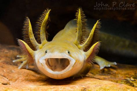 Barred Tiger Salamander Ambystoma Mavortium Mavortium Week Old