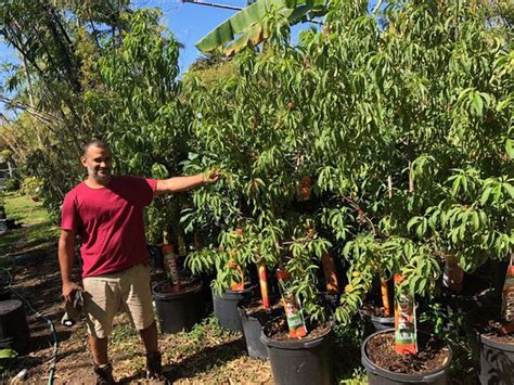 Adams apples grows selection of over 150 varieties of apple & fruit trees for sale at competitive prices, with wholesale discounts. Tropical Fruit Trees for Sale in Miami, FL - OfferUp