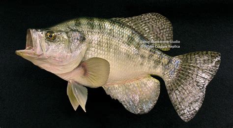 White Crappie Fiberglass Fish Replicas And Reproductions