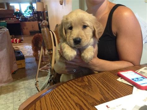 The puppy store, utah happy puppies for adoption! View Ad: Golden Retriever Puppy for Sale, Texas, SAN ANTONIO